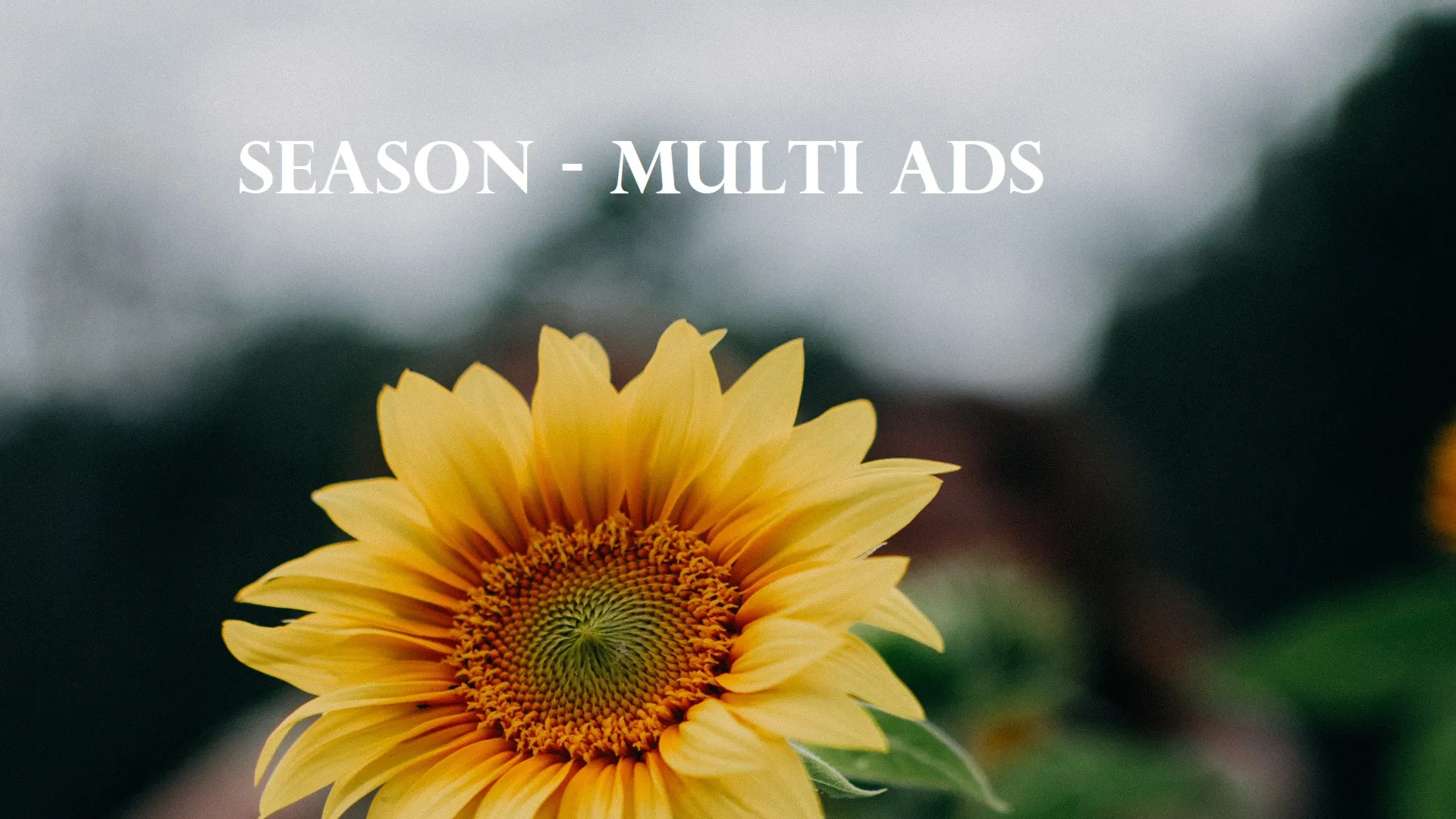 Season Multi Ads