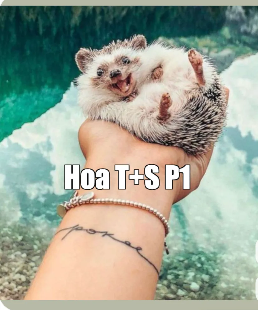 Hoa TVOD SVOD Season - Part 1