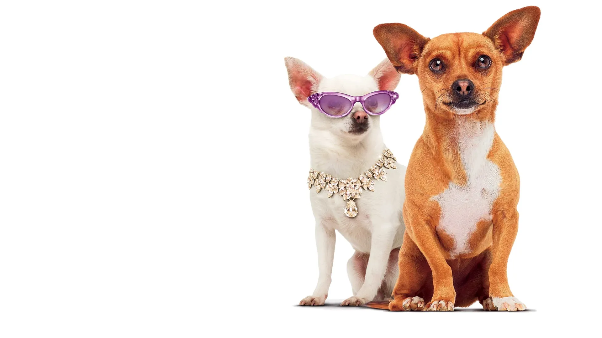 Những Chú Chó Chihuahua Ở Đồi Beverly