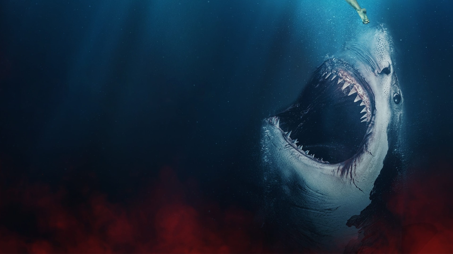 Phim Cá Mập Trắng Khổng Lồ | The Requin | VieON
