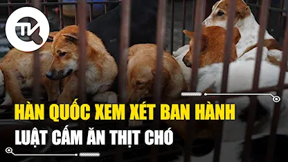 Hàn Quốc xem xét ban hành luật cấm ăn thịt chó sau 5 năm