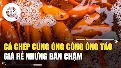 Cá chép cúng ông Công ông Táo giá rẻ nhưng bán chậm