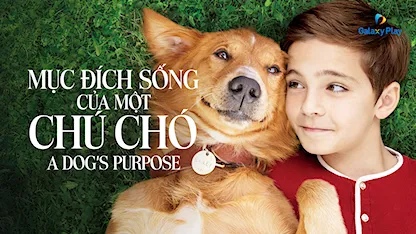 Mục Đích Sống Của Một Chú Chó - 01 - Lasse Hallström - Josh Gad - Dennis Quaid - Britt Robertson - Juliet Rylance